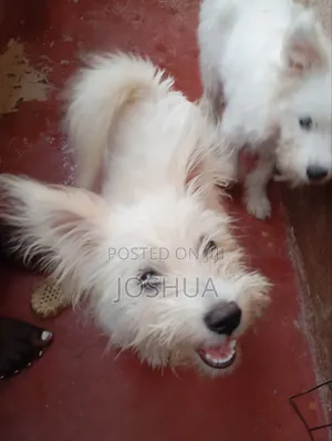 Maltese Breed