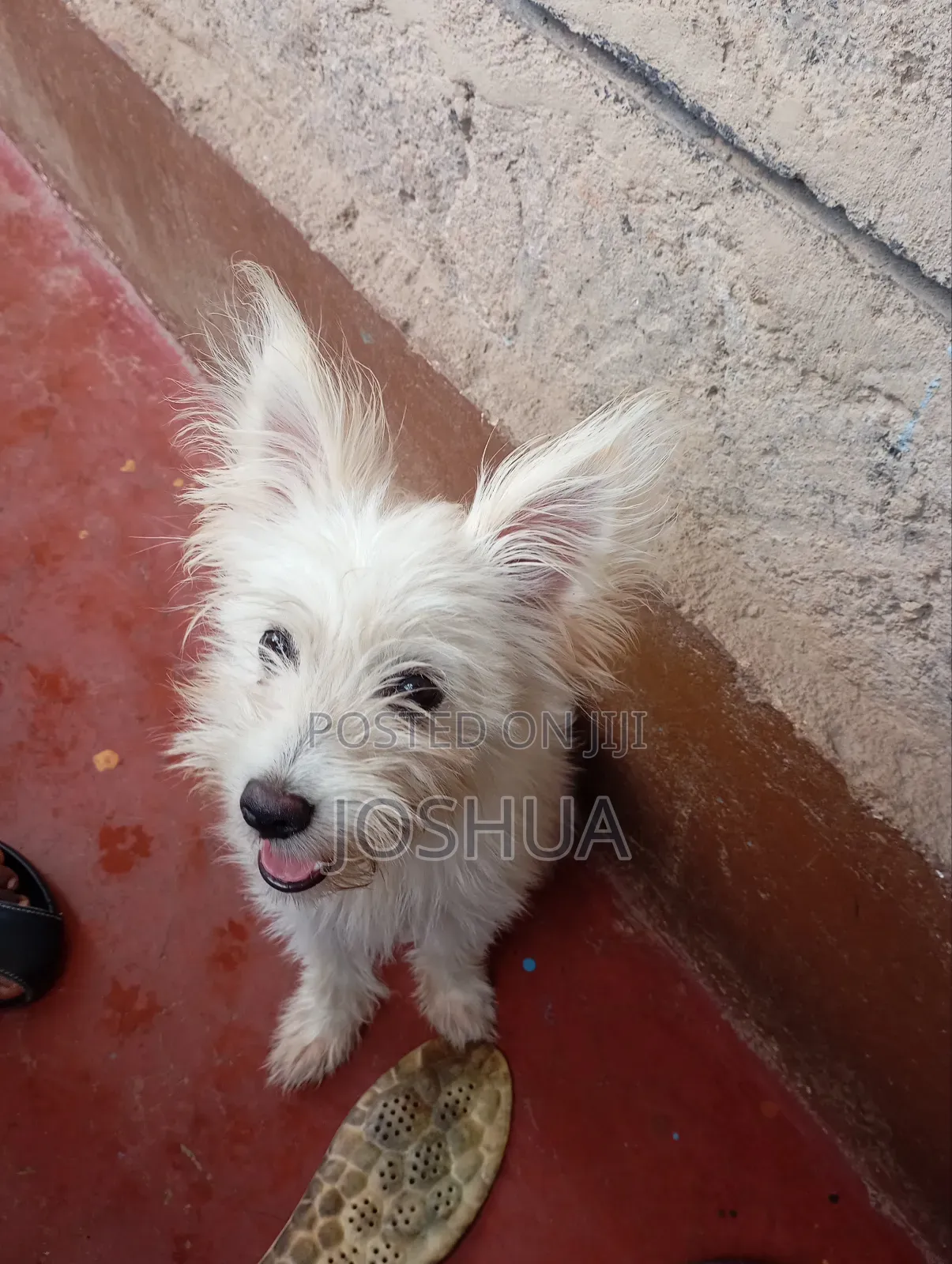 Maltese Breed