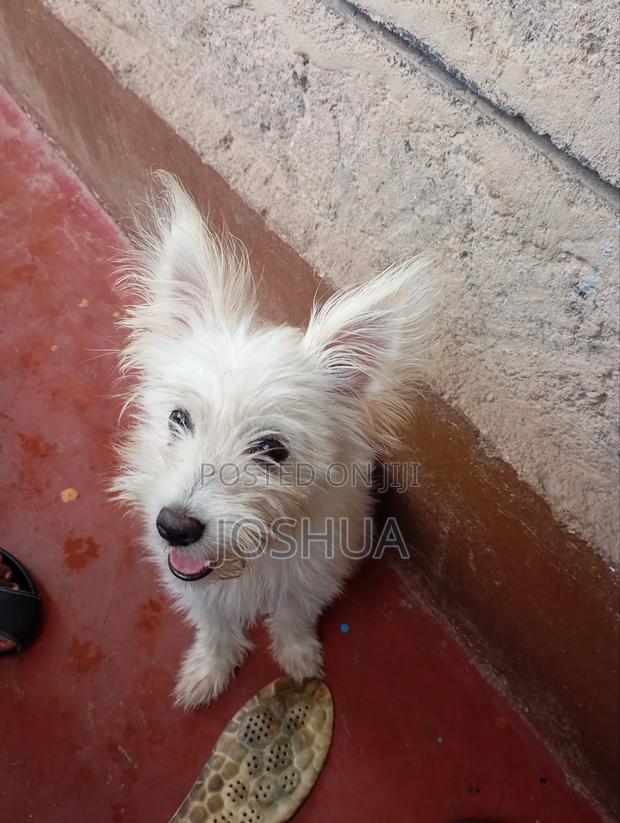 Maltese Breed - thumbnail 4