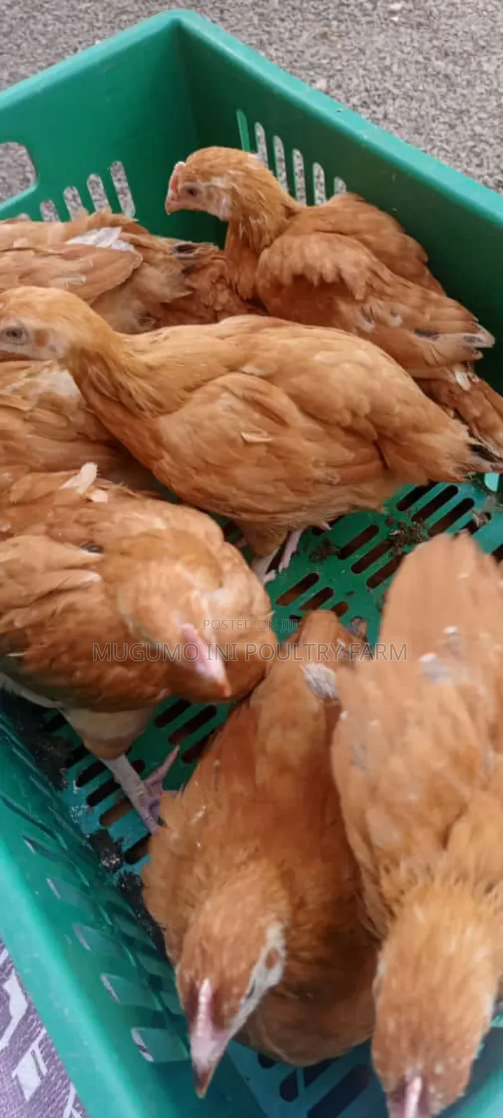 8weeks Chicks