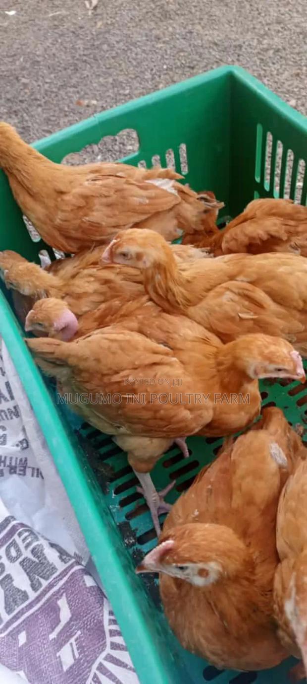 8weeks Chicks - thumbnail 3