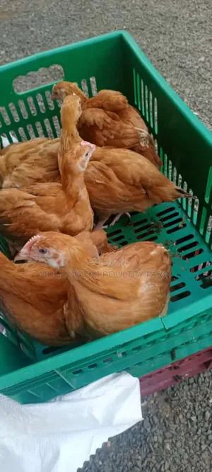 8weeks Chicks