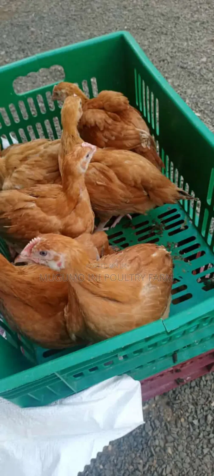 8weeks Chicks
