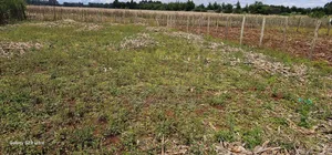 Prime Plot for Sale in Marura Chemaluk Eldoret