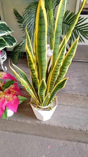 1m Snake Plant With Vase