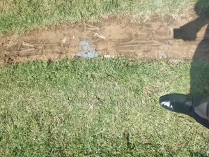 Kapengura Cheptuya 0.08