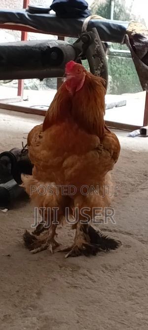 Brahma Chickens Offer - main view