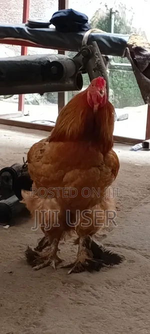 Brahma Chickens Offer