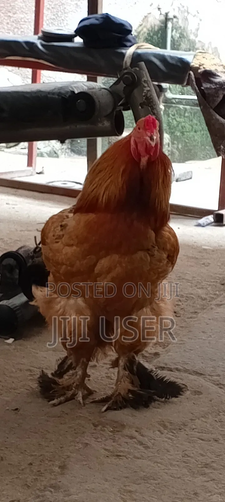Brahma Chickens Offer