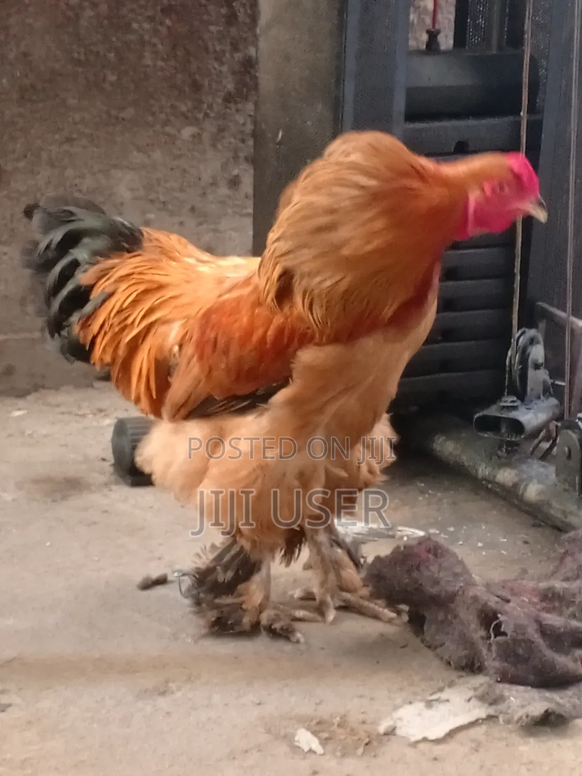 Brahma Chickens Offer