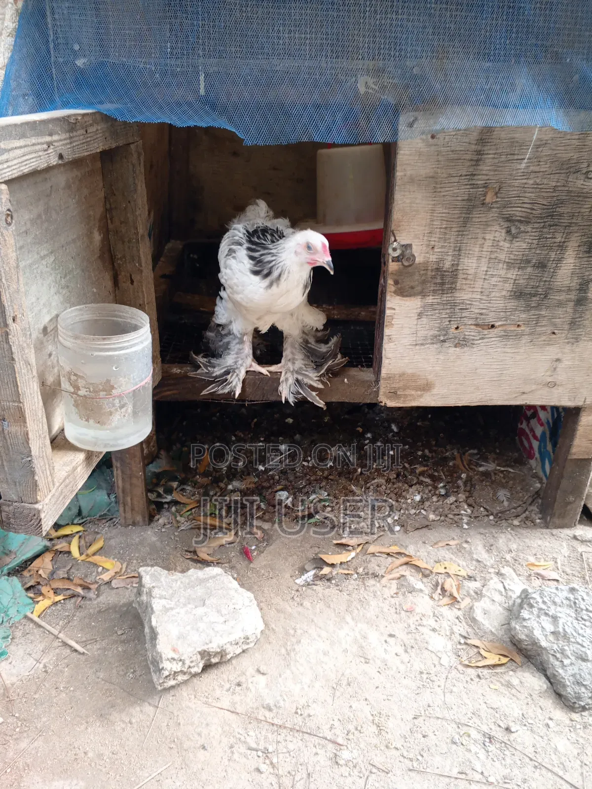 Brahma Chickens Offer