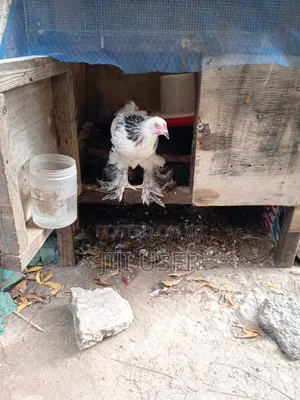 Brahma Chickens Offer