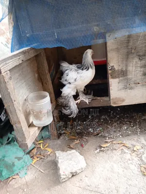 Brahma Chickens Offer