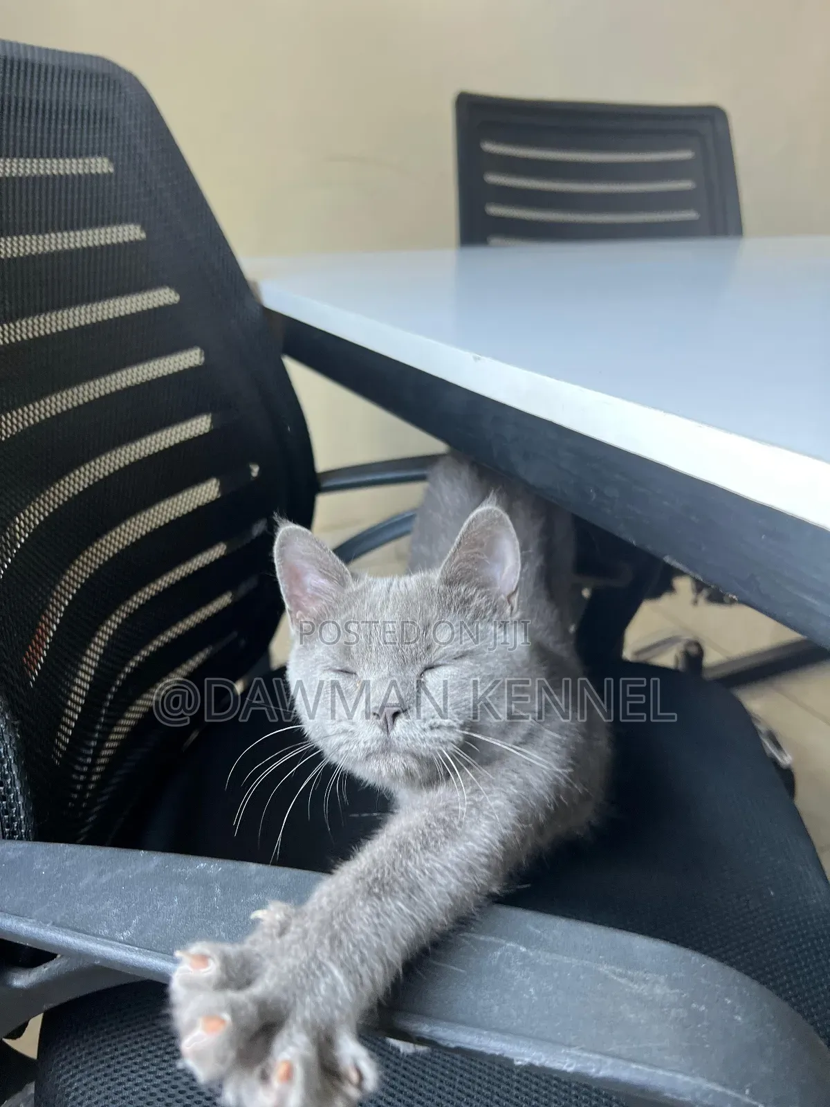 3-6 months Male Purebred British Shorthair
