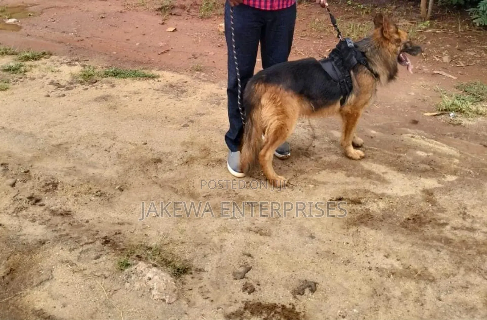 1-3 months Male Purebred German Shepherd