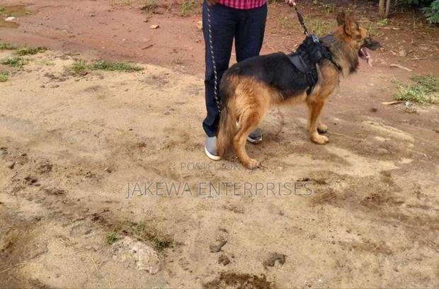 1-3 months Male Purebred German Shepherd - thumbnail 5