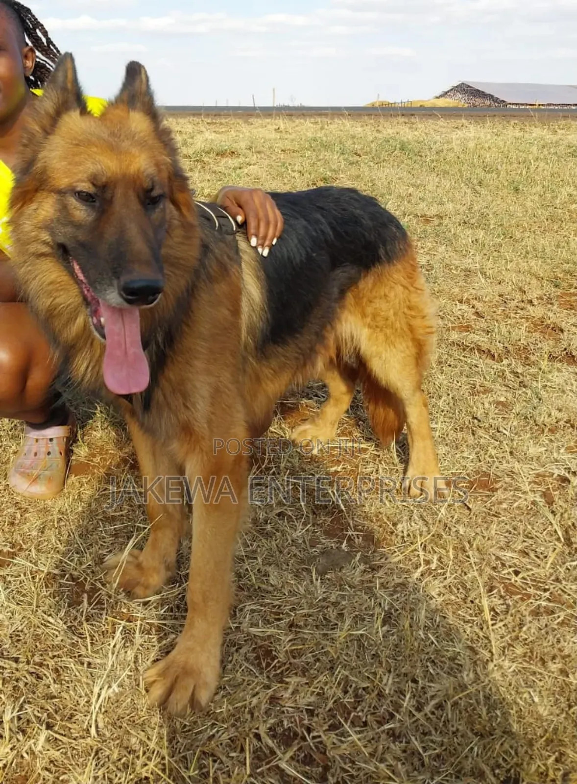 1-3 months Male Purebred German Shepherd