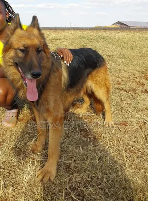 1-3 months Male Purebred German Shepherd