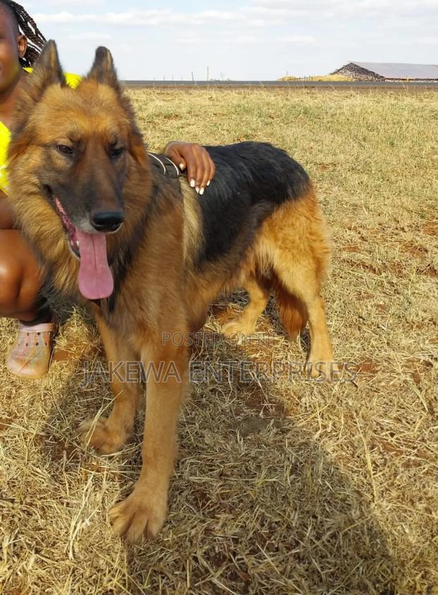 1-3 months Male Purebred German Shepherd - main view