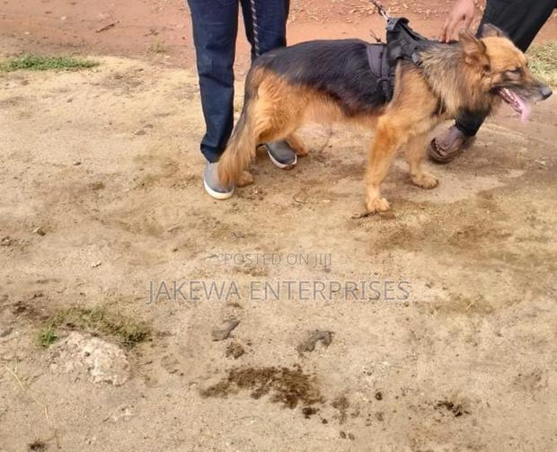 1-3 months Male Purebred German Shepherd - thumbnail 2