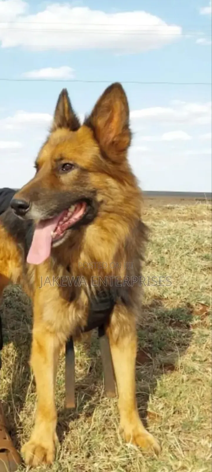 1-3 months Male Purebred German Shepherd