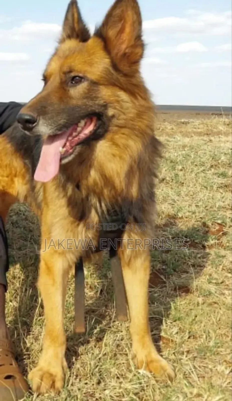 1-3 months Male Purebred German Shepherd
