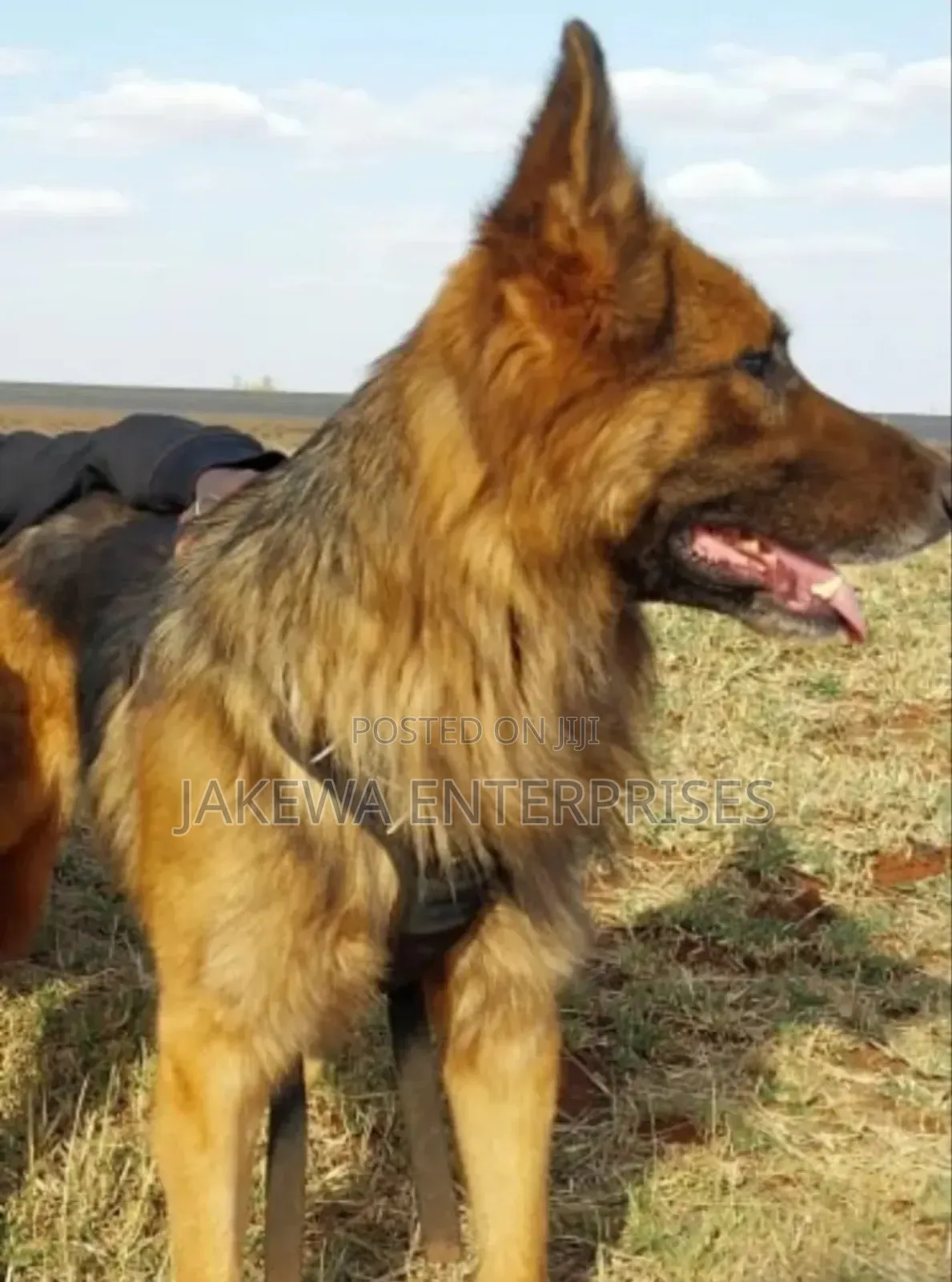 1-3 months Male Purebred German Shepherd