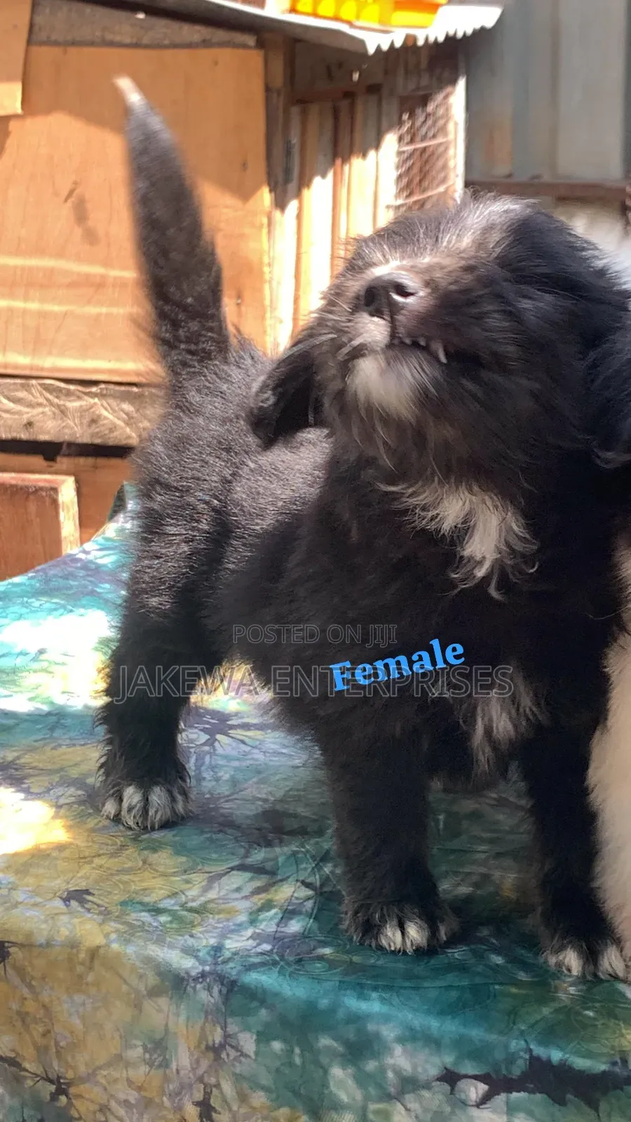 1-3 months Female Purebred Havanese
