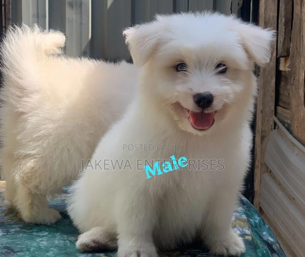 1-3 months Male Purebred Havanese - main view