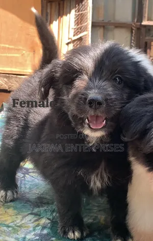 1-3 months Female Purebred Havanese