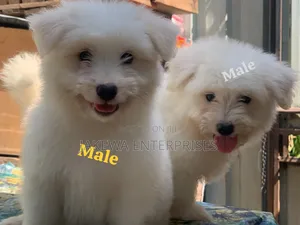 1-3 months Male Purebred Havanese