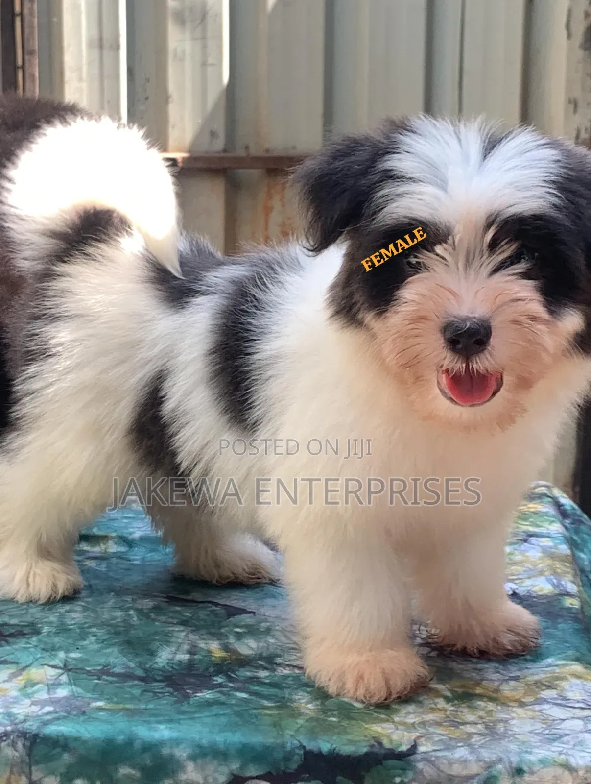 1-3 months Female Purebred Havanese