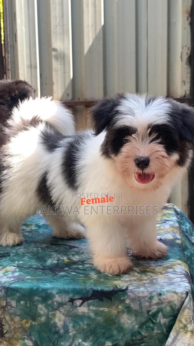 1-3 months Female Purebred Havanese