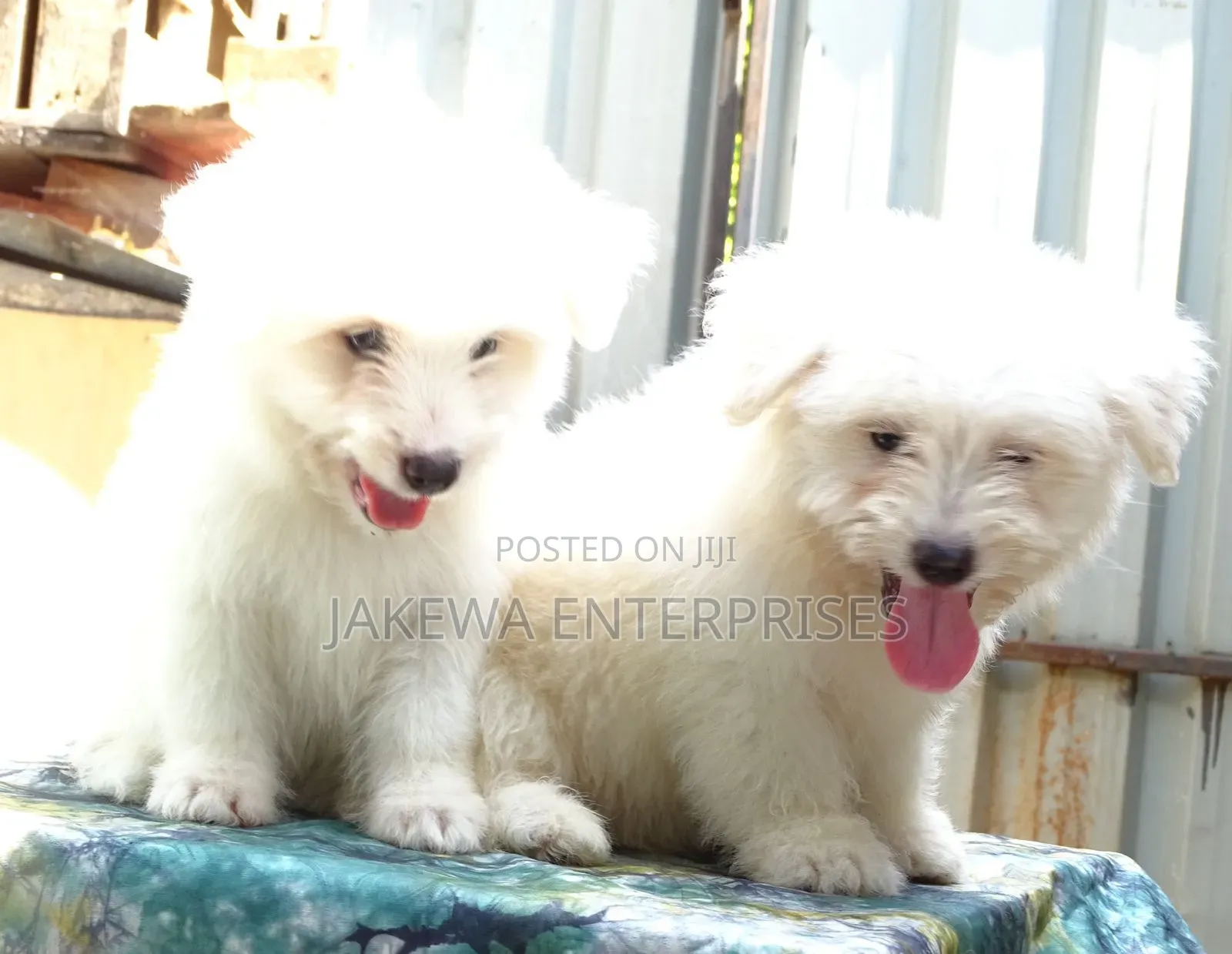 1-3 months Male Purebred Havanese