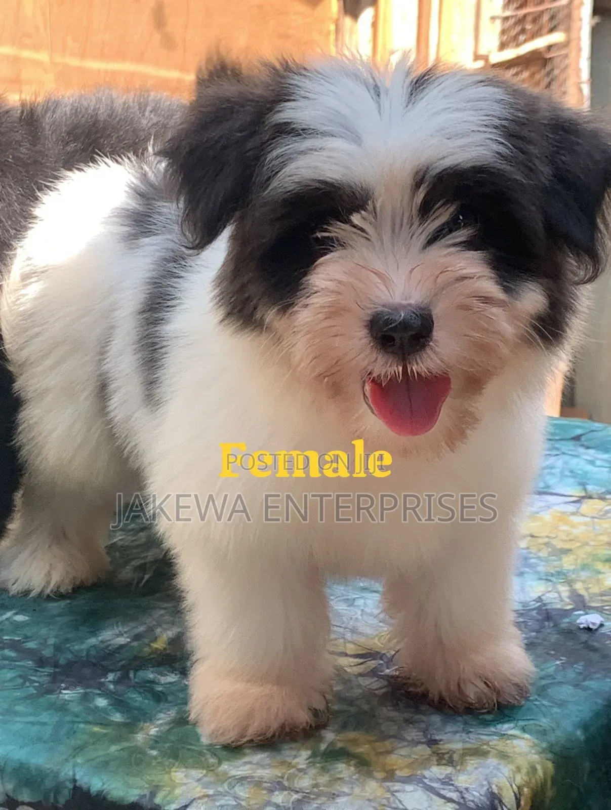 1-3 months Female Purebred Havanese