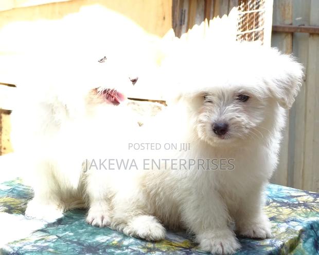 1-3 months Male Purebred Havanese