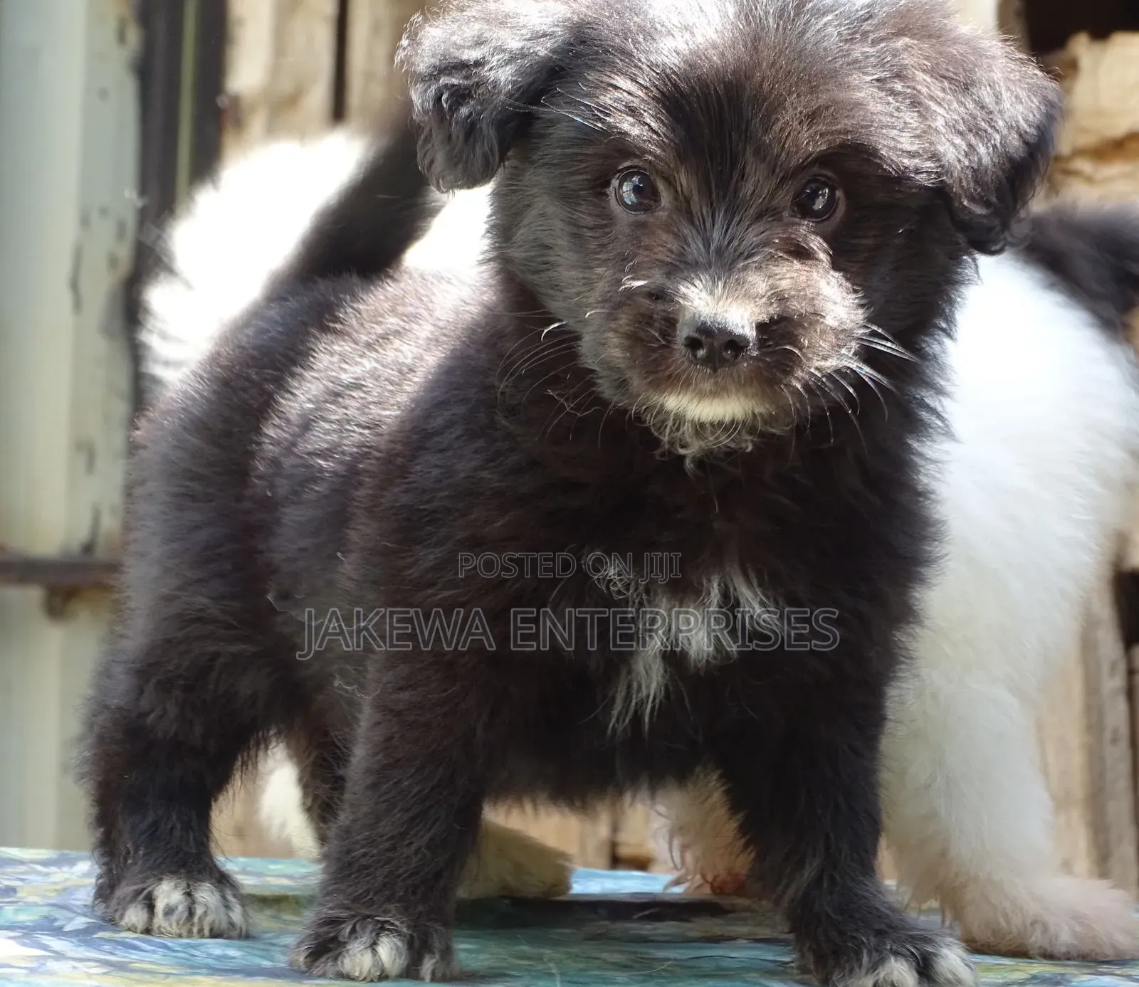 1-3 months Female Purebred Havanese