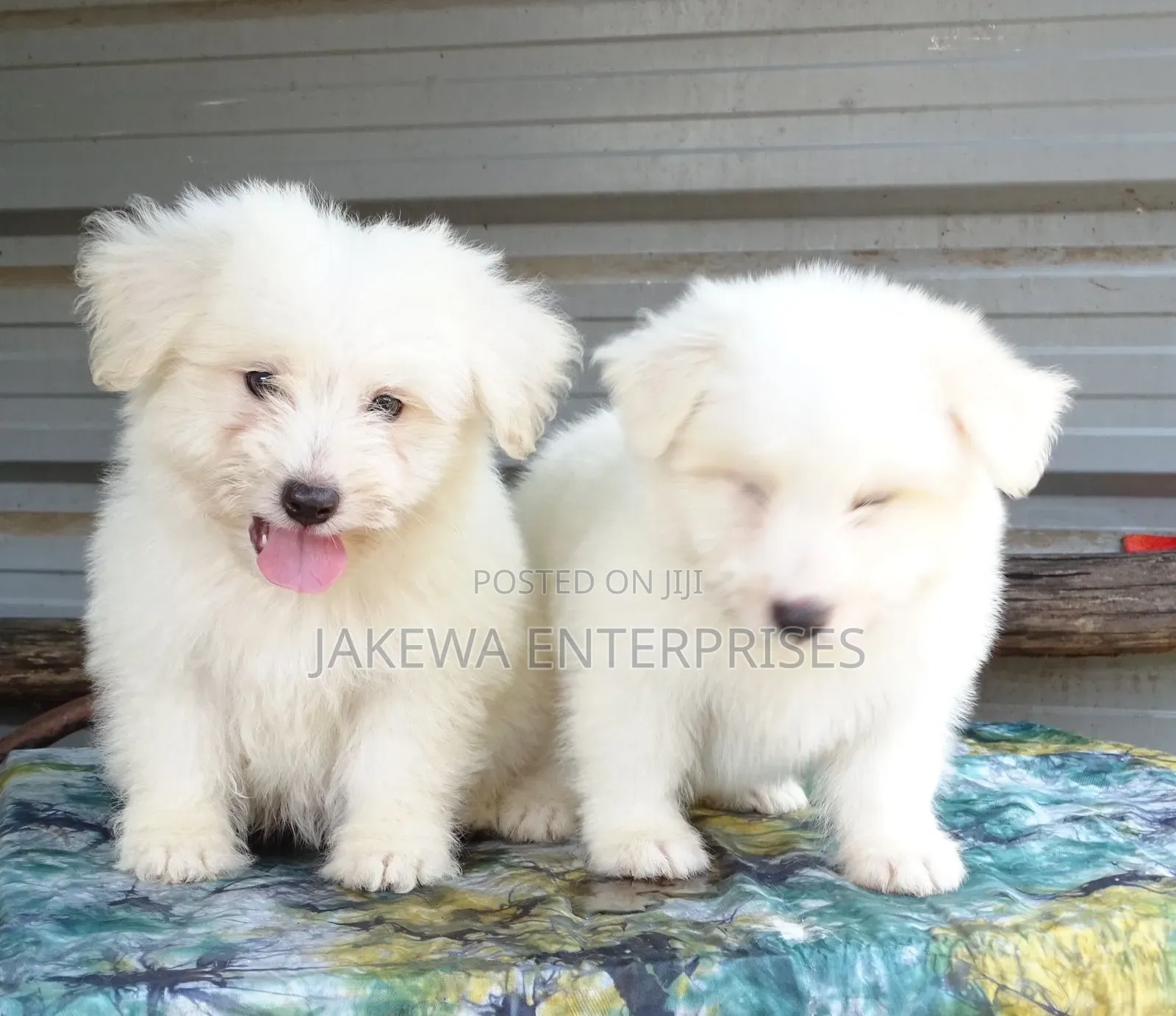 1-3 months Male Purebred Havanese