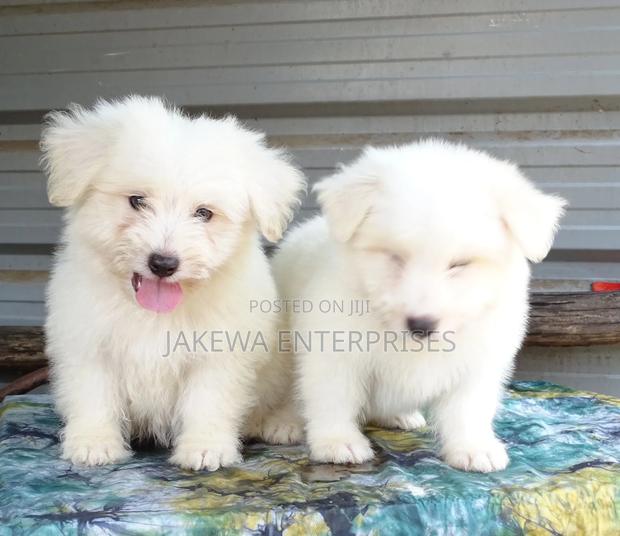 1-3 months Male Purebred Havanese - main view