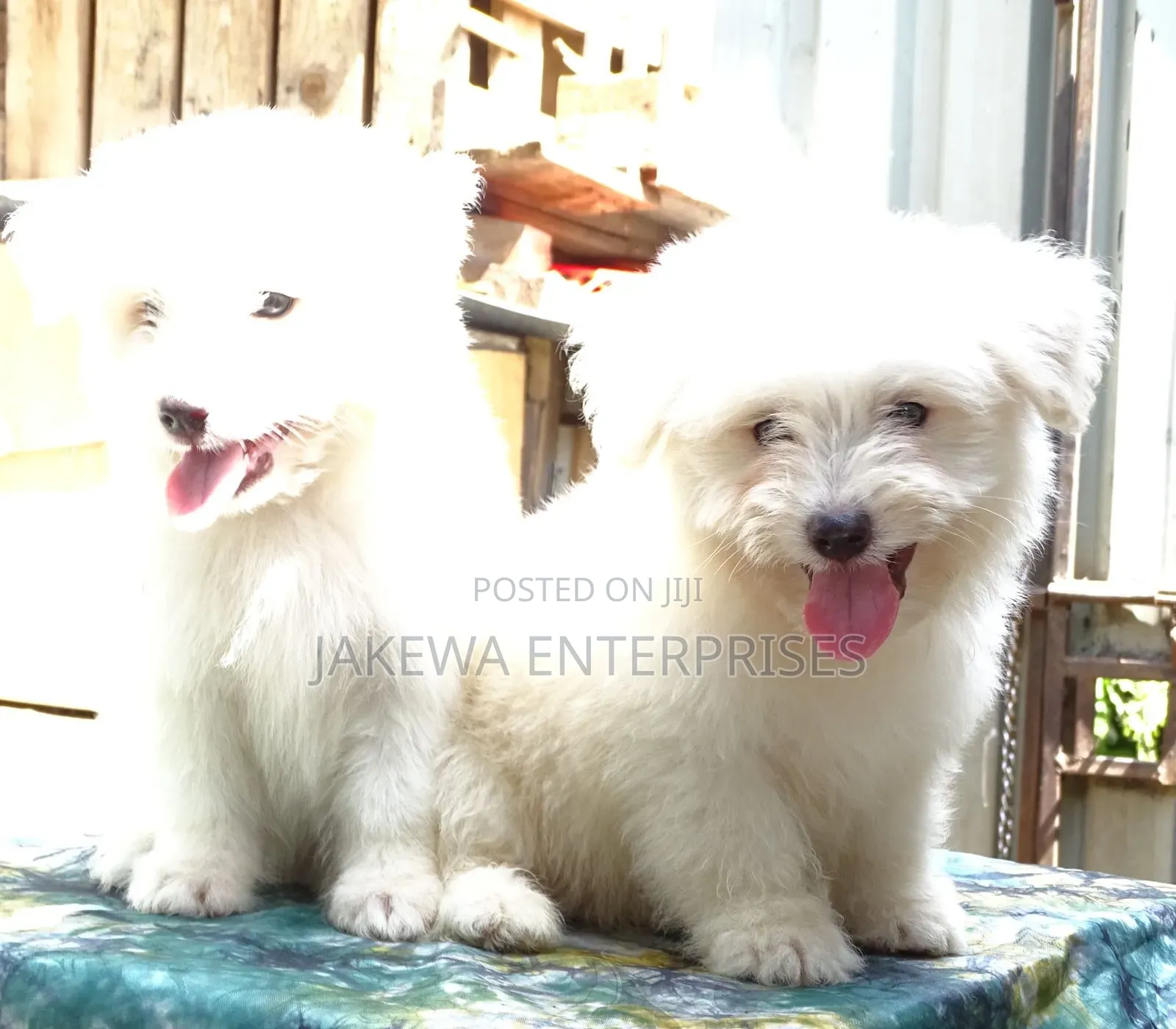 1-3 months Male Purebred Havanese
