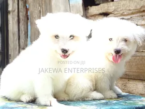 1-3 months Female Purebred Havanese