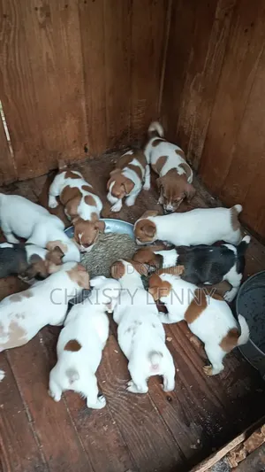 1-3 months Female Purebred Jack Russell Terrier