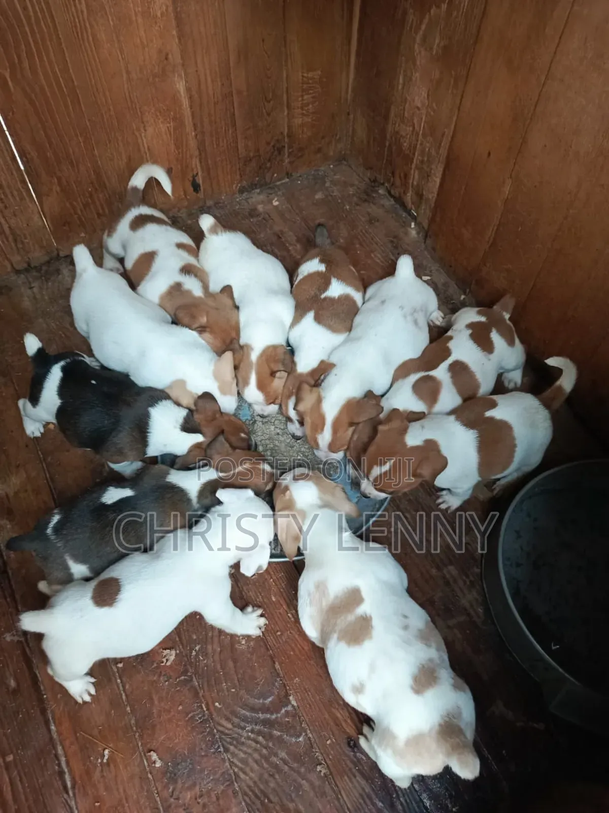 1-3 months Female Purebred Jack Russell Terrier