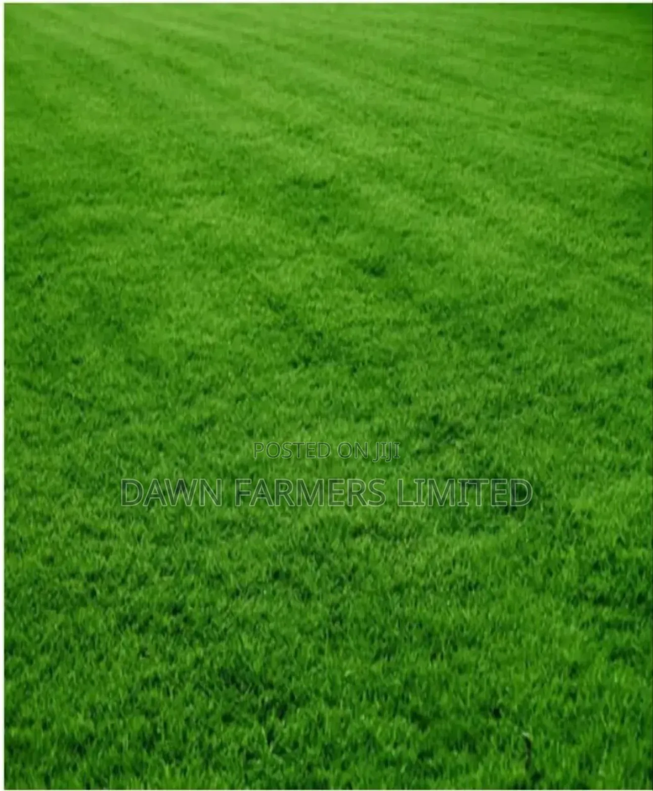 Kikuyu Grass 100gms