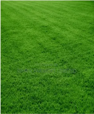 Kikuyu Grass 100gms