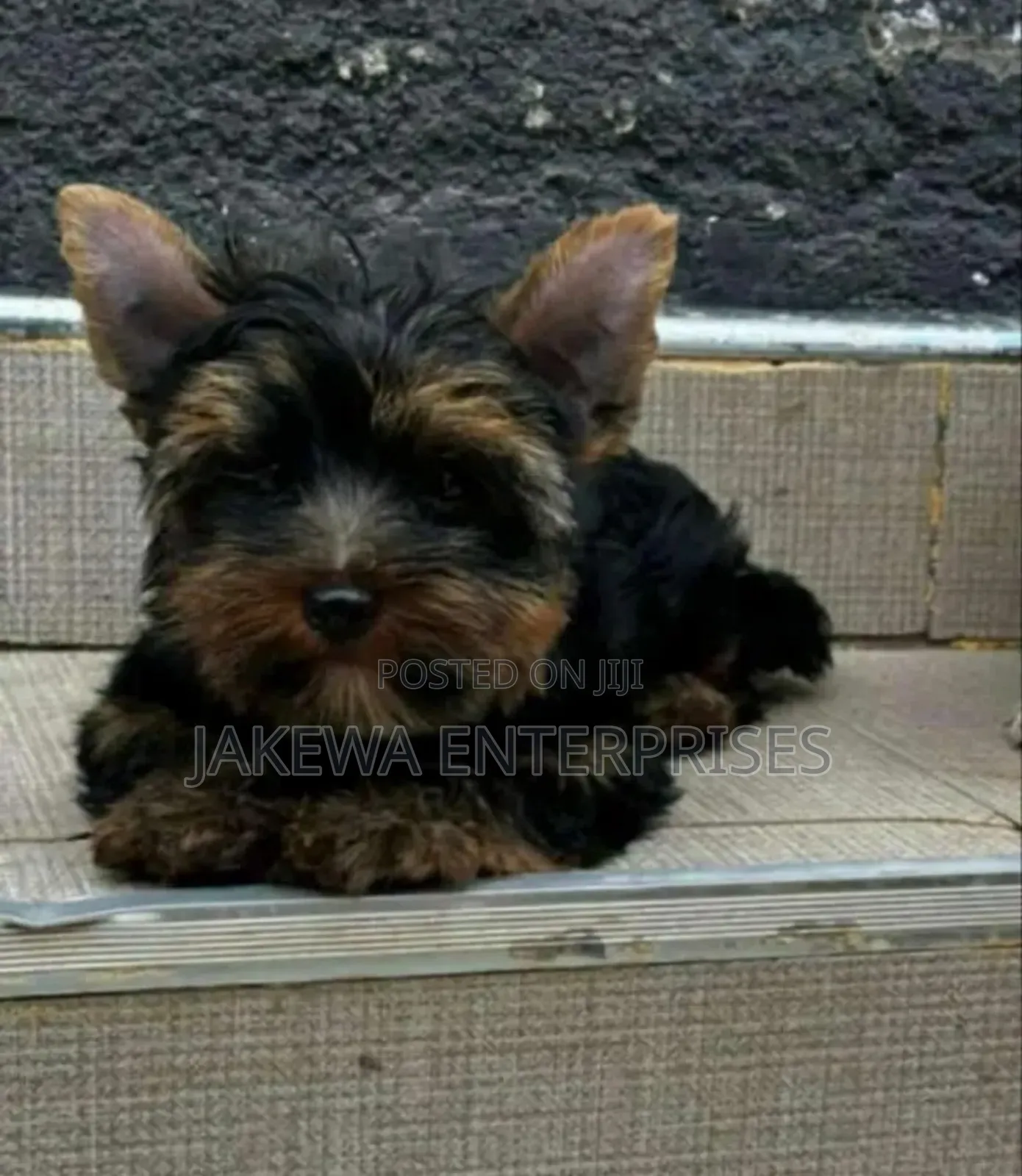 1-3 months Male Purebred Yorkshire Terrier