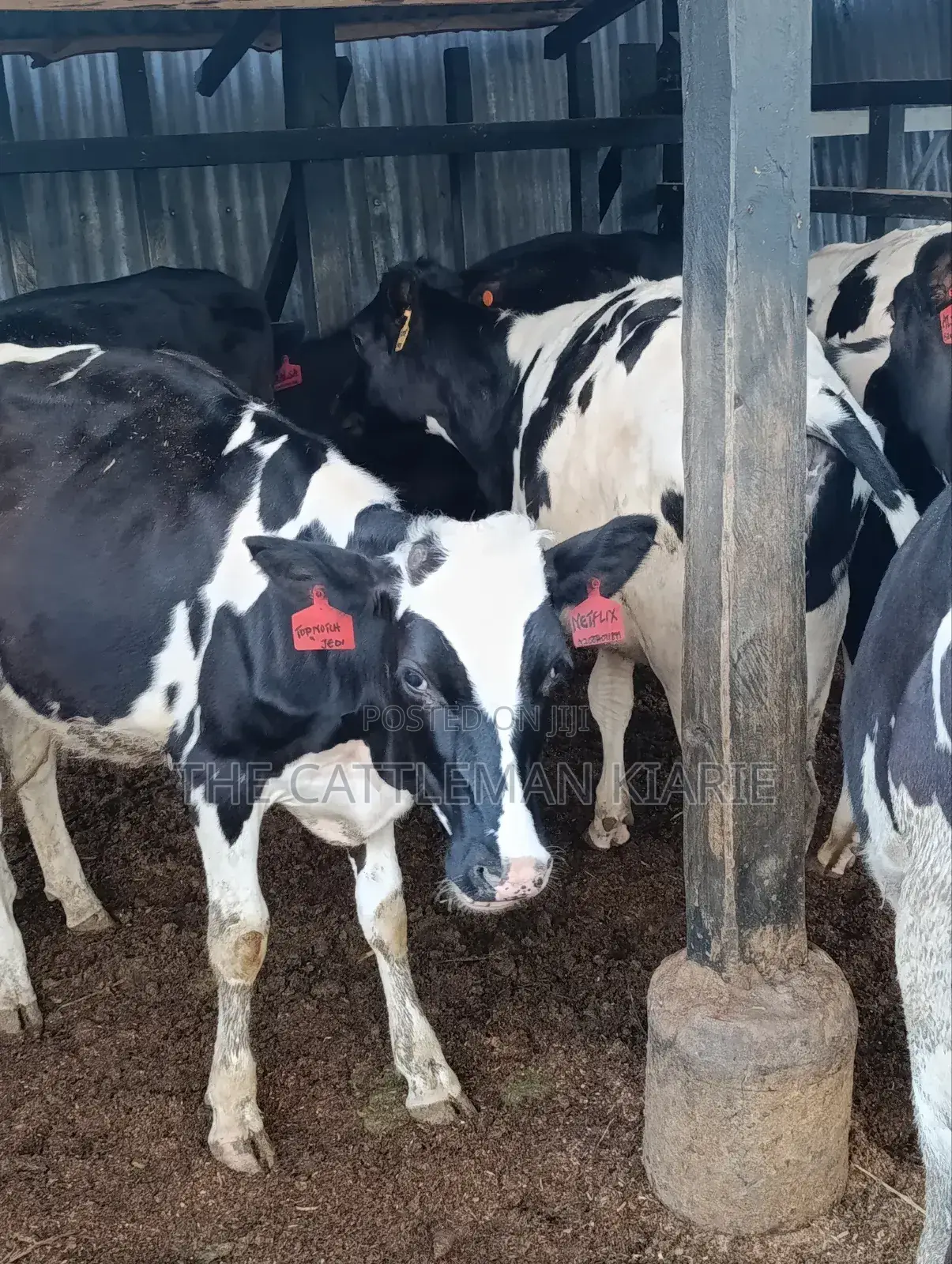 Heifers for Sale