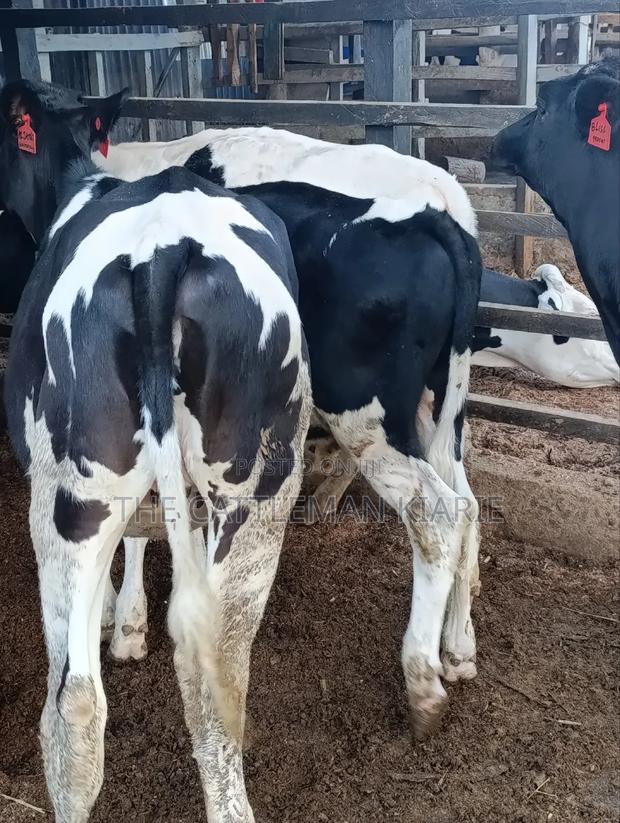 Heifers for Sale - thumbnail 3