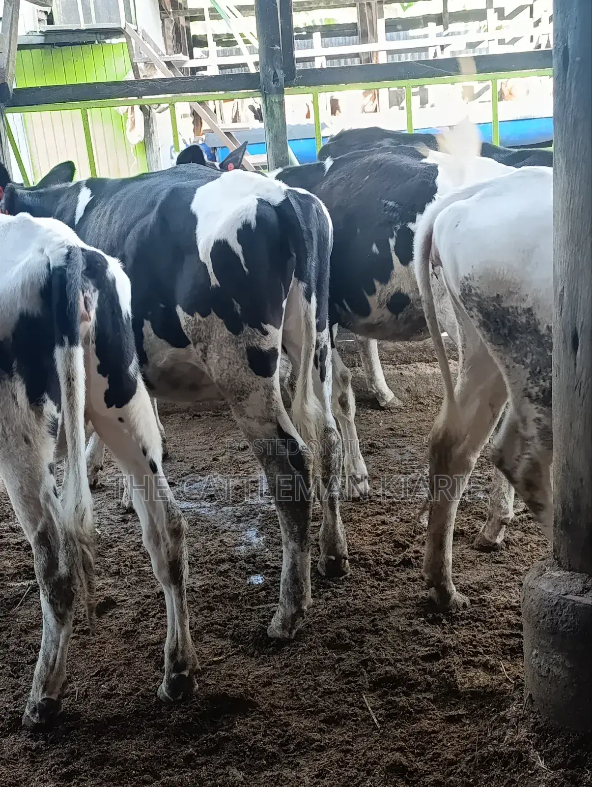 Heifers for Sale