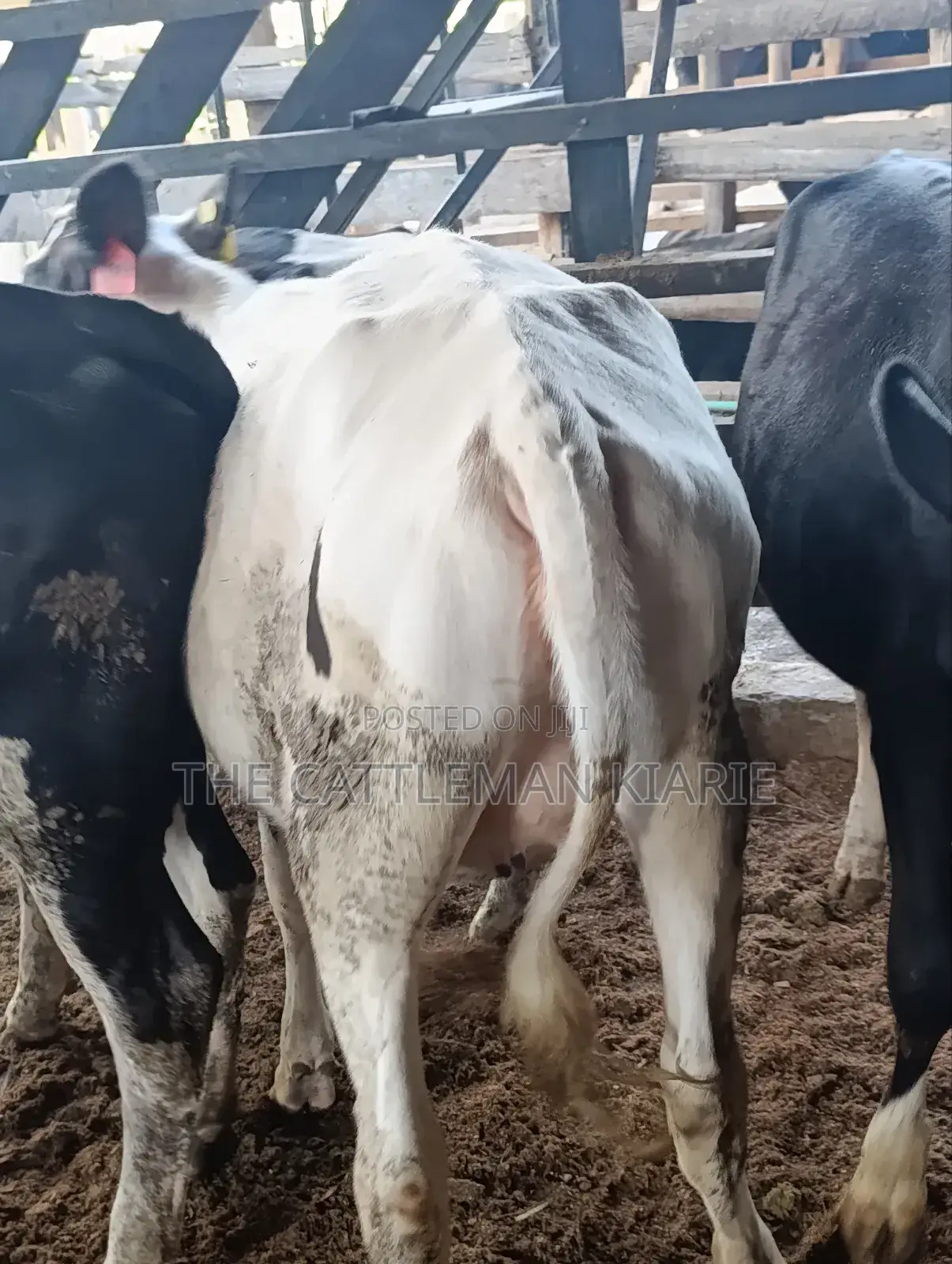 Heifers for Sale